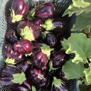 Aubergine