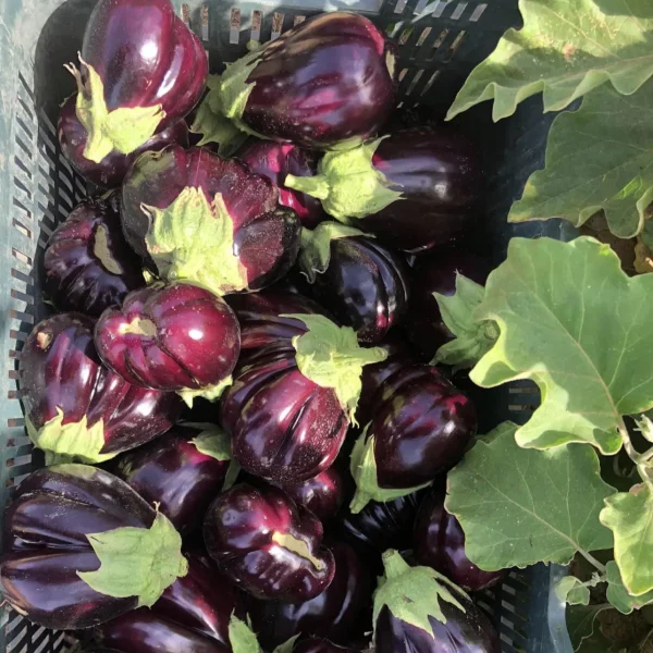 Aubergine