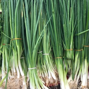 oigon vert pkg Oignon vert