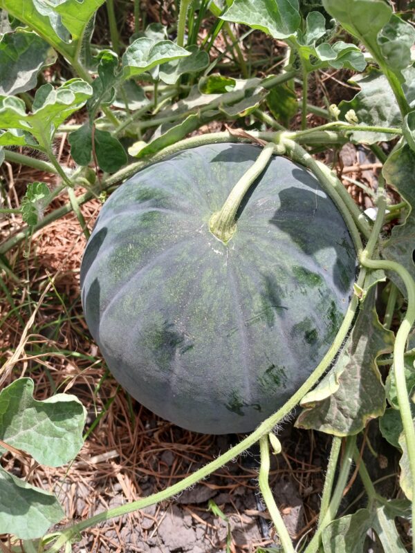 Pasteque Sugar Baby Pasteque Sugar Baby